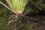 Saltmarsh fingergrass